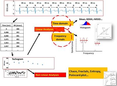 Heart Rate Variability Analysis to Evaluate Autonomic Nervous System Maturation in Neonates: An Expert Opinion